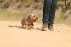 wirehaired Dachshund