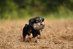 wirehaired Dachshund