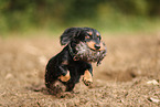 wirehaired Dachshund