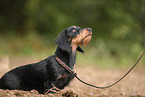 wirehaired Dachshund