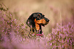 shorthaired Dachshund