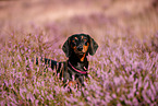 shorthaired Dachshund