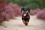 shorthaired Dachshund
