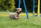 wirehaired Dachshund