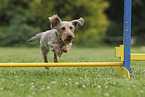 wirehaired Dachshund
