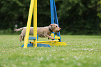 wirehaired Dachshund