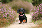 shorthaired Dachshund