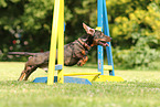 wirehaired Dachshund
