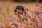shorthaired Dachshund