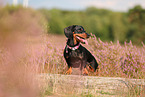 shorthaired Dachshund