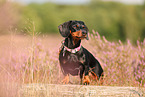 shorthaired Dachshund