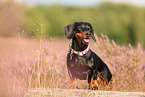 shorthaired Dachshund