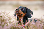 shorthaired Dachshund