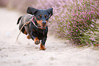 shorthaired Dachshund
