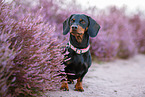 shorthaired Dachshund