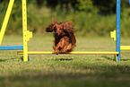 longhaired Dachshund
