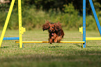 longhaired Dachshund
