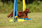 longhaired Dachshund