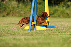 longhaired Dachshund