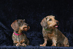Dachshunds