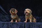 Dachshunds