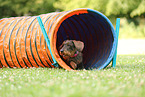 wirehaired Dachshund