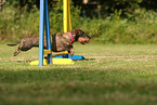 wirehaired Dachshund