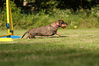wirehaired Dachshund