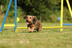 wirehaired Dachshund