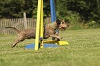 wirehaired Dachshund