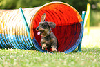 wirehaired Dachshund