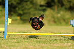shorthaired Dachshund