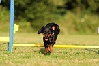 shorthaired Dachshund