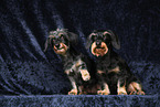 Dachshunds