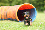 wirehaired Dachshund