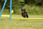 wirehaired Dachshund