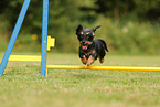 wirehaired Dachshund