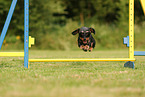 wirehaired Dachshund
