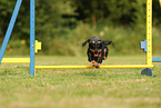 wirehaired Dachshund