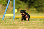 wirehaired Dachshund