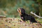 wirehaired Dachshund