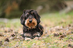 wirehaired Dachshund