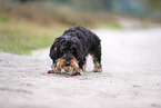 wirehaired Dachshund