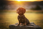 Dachshund
