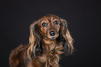 Dachshund