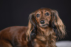 Dachshund