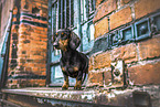 Dachshund