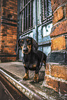 Dachshund
