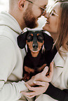 Dachshund