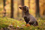 male Dachshund